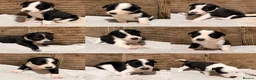 Mixed Breed dogs for sale: 🐾✨ TWO Border Collie x Blue Heeler Pups left ✨🐾 - Advert 3