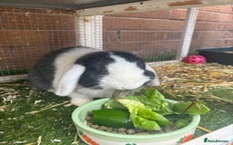Mini Lop rabbits for sale: Mini lop rabbit and hutch  - Image 4