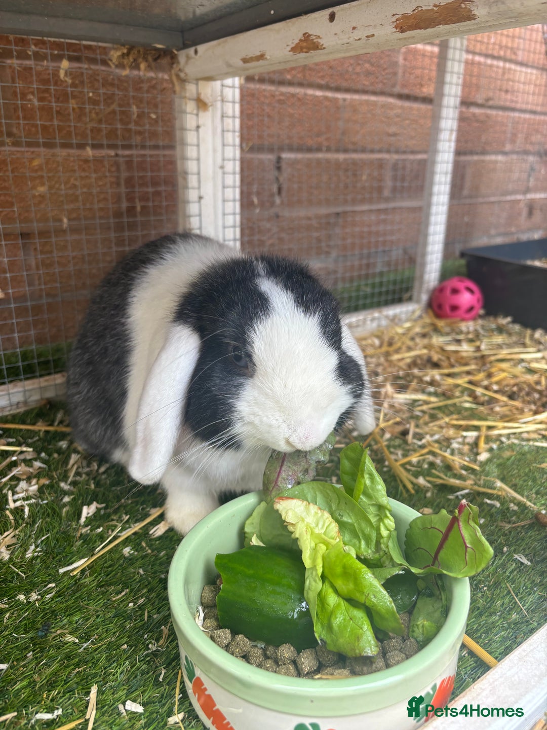 Mini Lop rabbits for sale: Mini lop rabbit and hutch  - Image 4