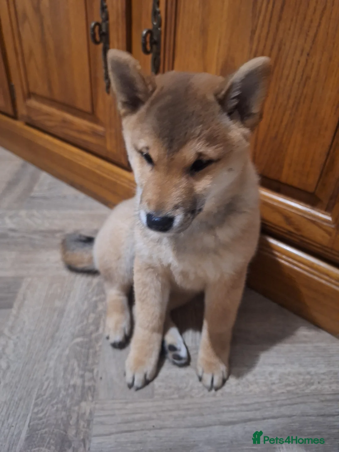 Japanese Shiba Inu dogs for sale: Puppy Shiba inu female - Advert 5