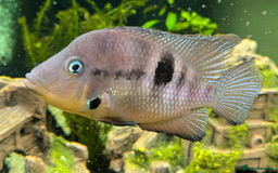 Cichlids fish for sale: FIRE MOUTH CICHLID - Image 1