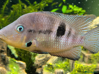 Cichlids fish FIRE MOUTH CICHLID - Advert 2