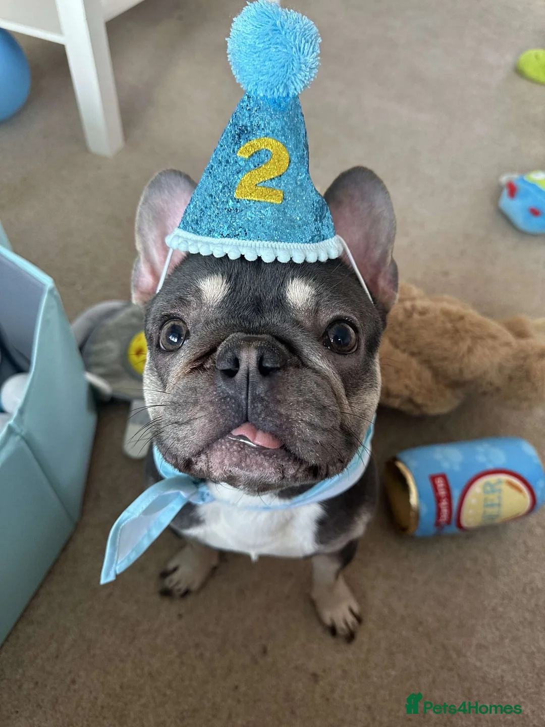 French Bulldog dogs for stud: male French bulldog for stud  - Advert 1