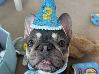 French Bulldog dogs male French bulldog for stud - Advert 1