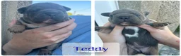 Mixed Breed dogs for sale: 💜💙Frenchyxpocketbully💜💙 - Advert 3