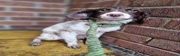 English Springer Spaniel dogs for sale: Male springer spaniel - Advert 3
