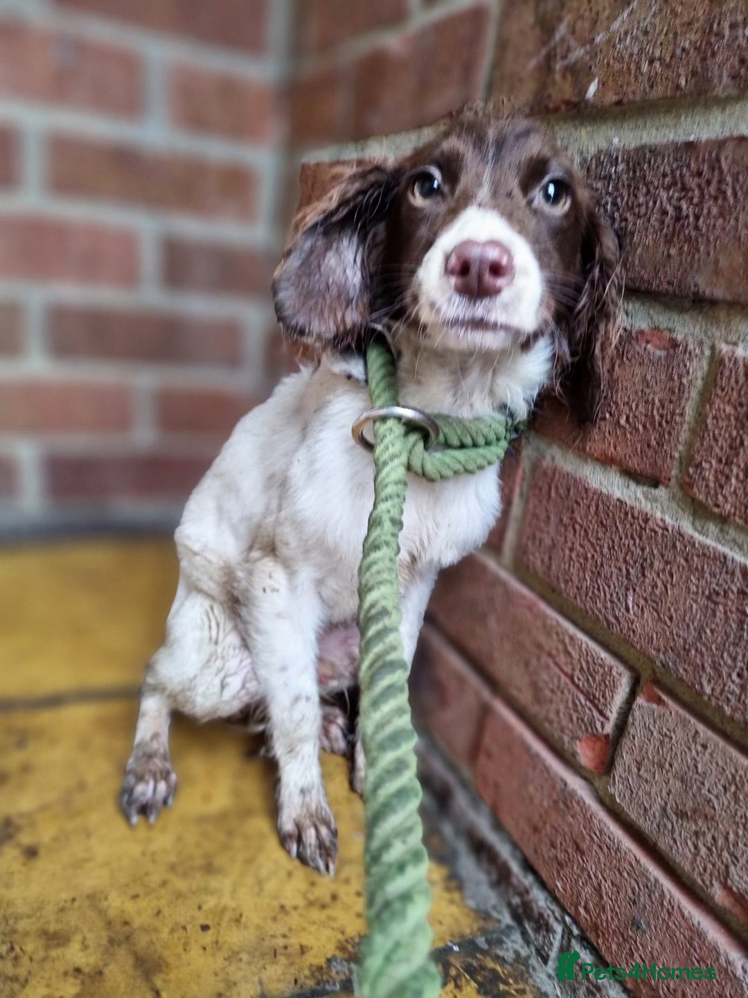 English Springer Spaniel dogs for sale: Male springer spaniel - Advert 3