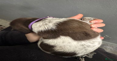 German Shorthaired Pointer dogs - Advert 12