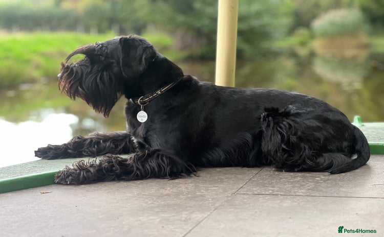 Schnauzer dogs - Advert 1