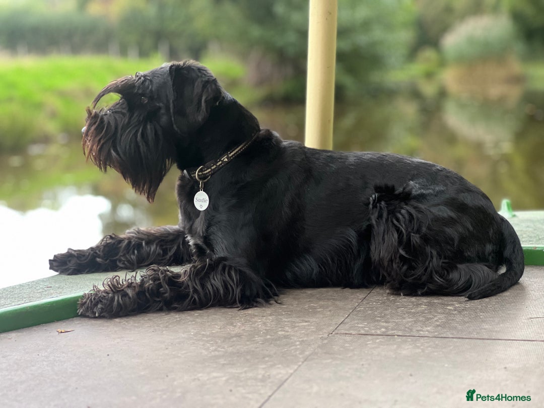 Schnauzer dogs for sale: Beautiful Black Standard Schnauzer Puppies. - Image 1