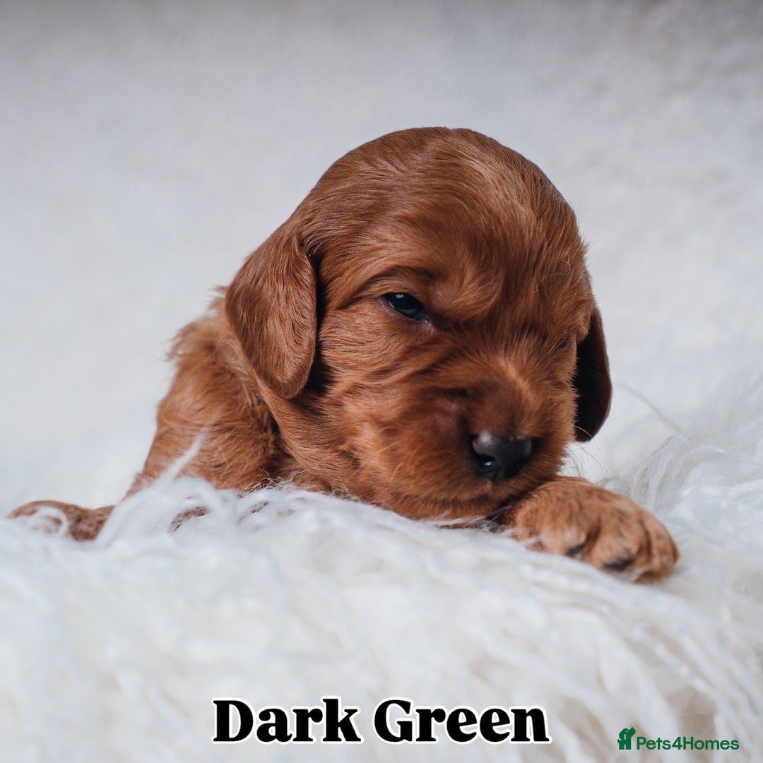 Labradoodle dogs for sale: F2B Labradoodle Puppies – Red & Apricot - Advert 19