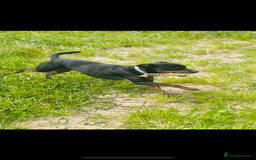 Patterdale Terrier dogs for sale: Bruno  - Image 1