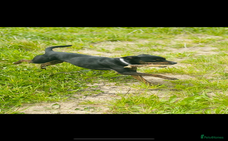 Patterdale Terrier dogs - Advert 1