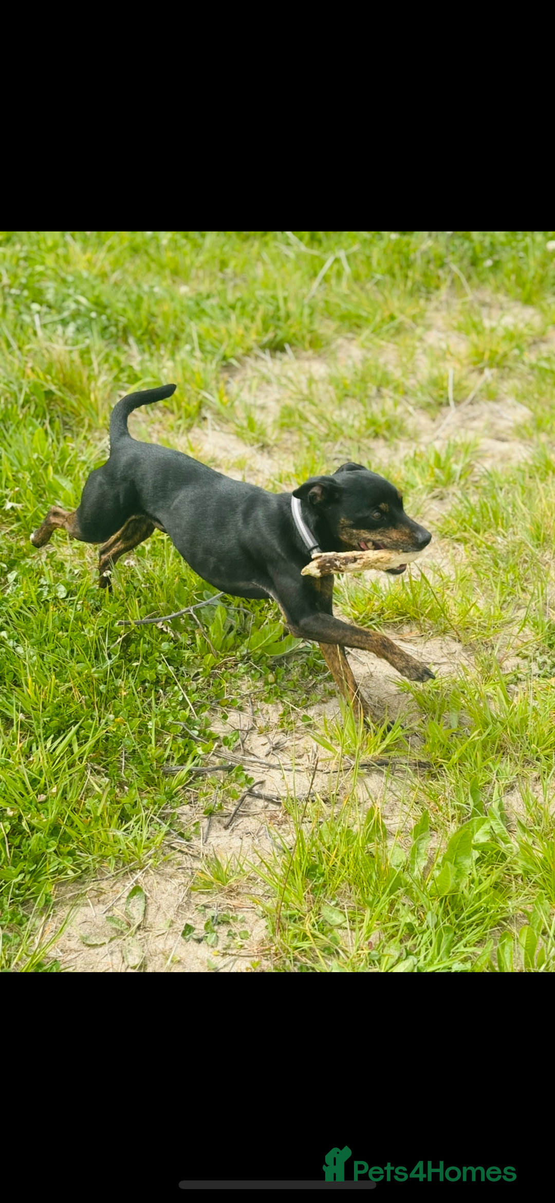 Patterdale Terrier dogs for sale: Bruno  - Image 1