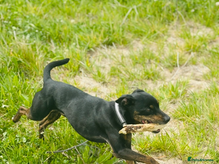 Patterdale Terrier dogs - Advert 7