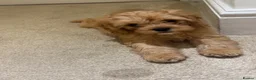Cavapoo dogs for sale: Female f1 cavapoo fully vaccinated  - Advert 3