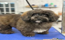 Shihpoo dogs for sale: 🩷 Beautiful Shihpoo Girl available 🩷 - Image 1