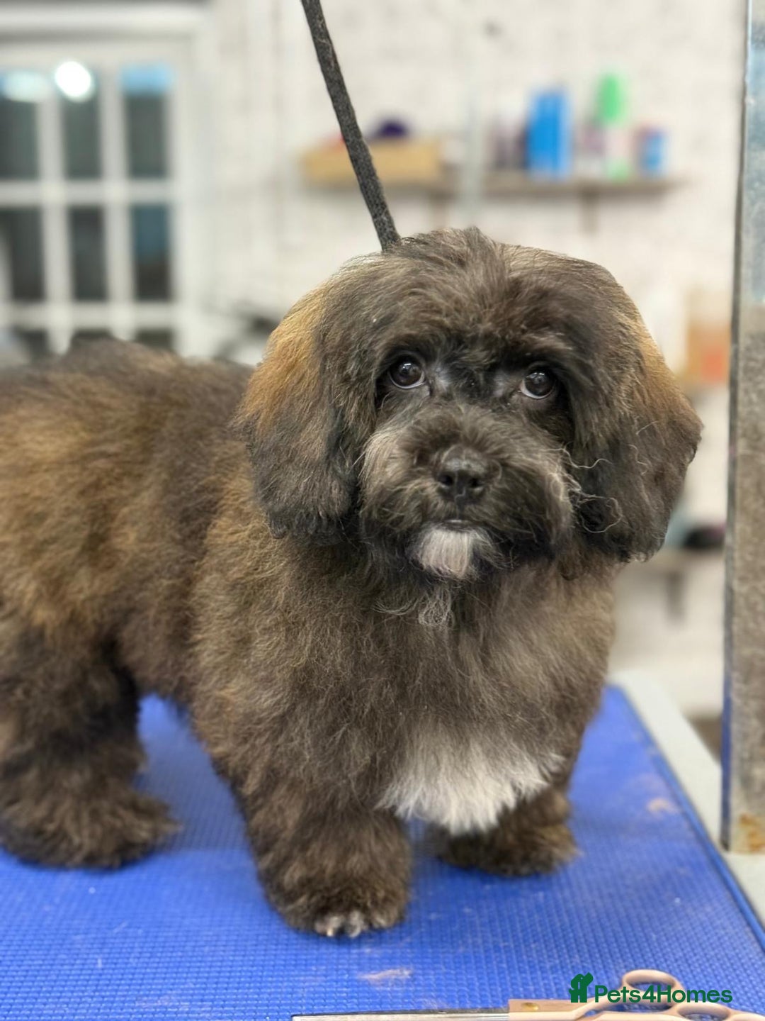 Shihpoo dogs for sale: 🩷 Beautiful Shihpoo Girl available 🩷 - Image 1