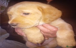 Labrador Retriever dogs for sale: Fox red labrador puppies  - Image 13