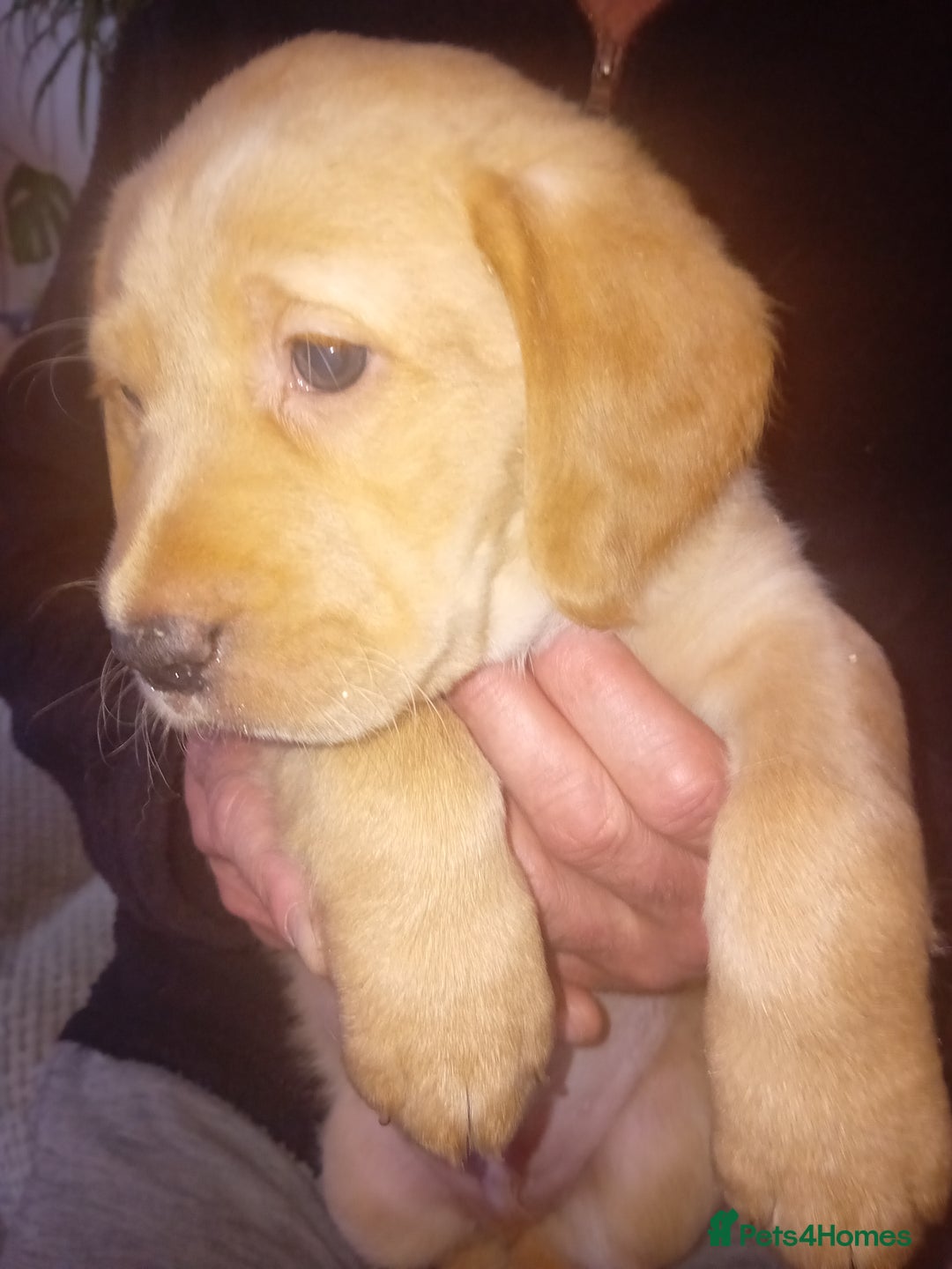 Labrador Retriever dogs for sale: Fox red labrador puppies  - Image 13