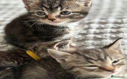 Maine Coon cats for sale: 🌟Adorable kittens now ready 4 forever home🌟 - Image 16