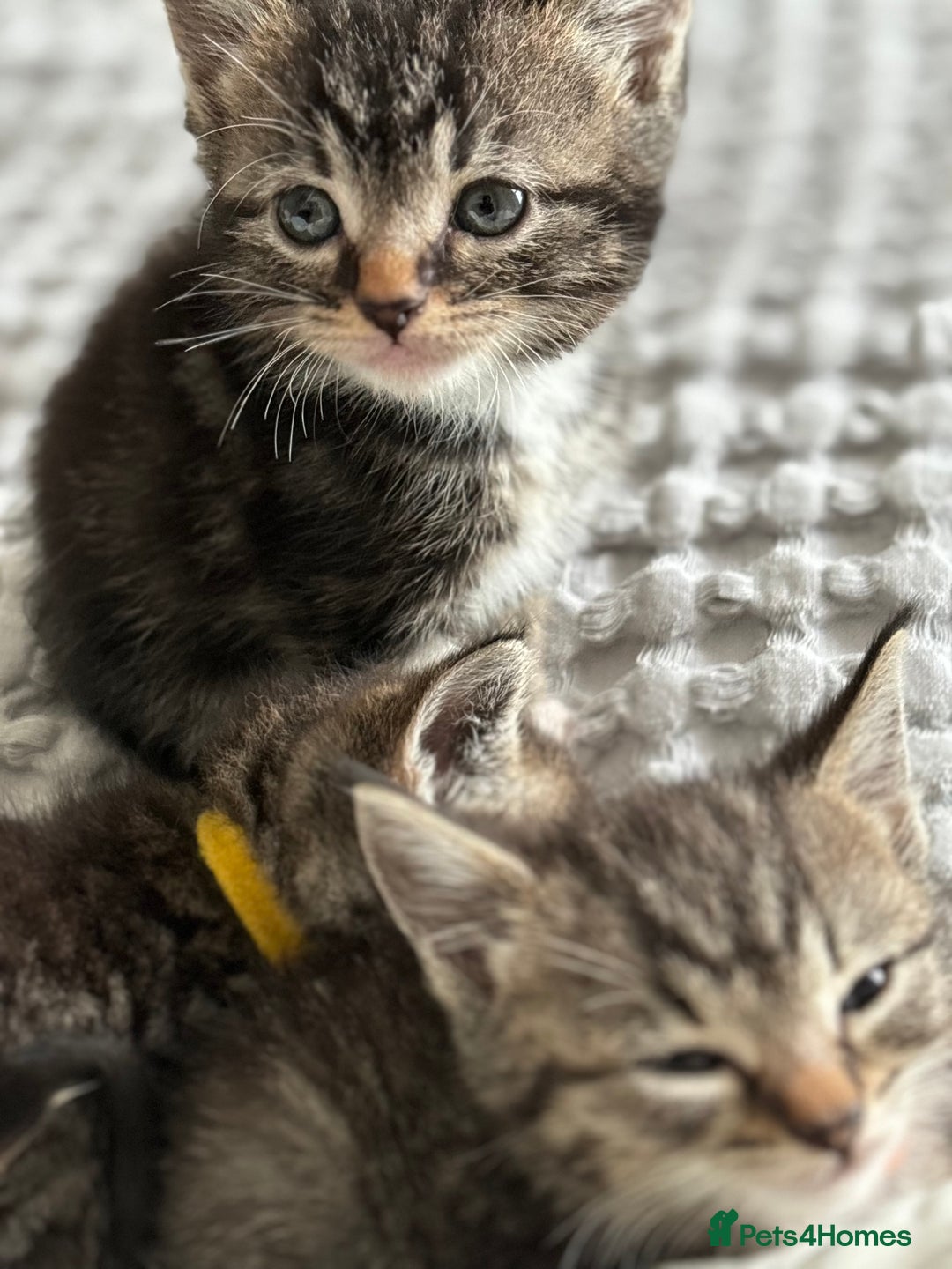 Maine Coon cats for sale: 🌟Adorable kittens now ready 4 forever home🌟 - Image 16