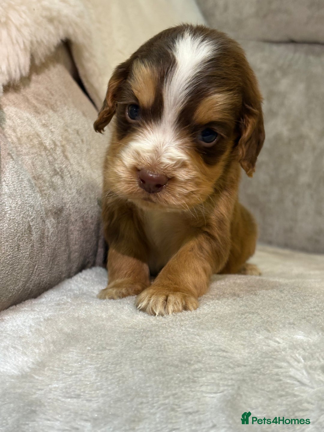 Cocker Spaniel dogs for sale: Stunning cocker spaniel puppies - Advert 20