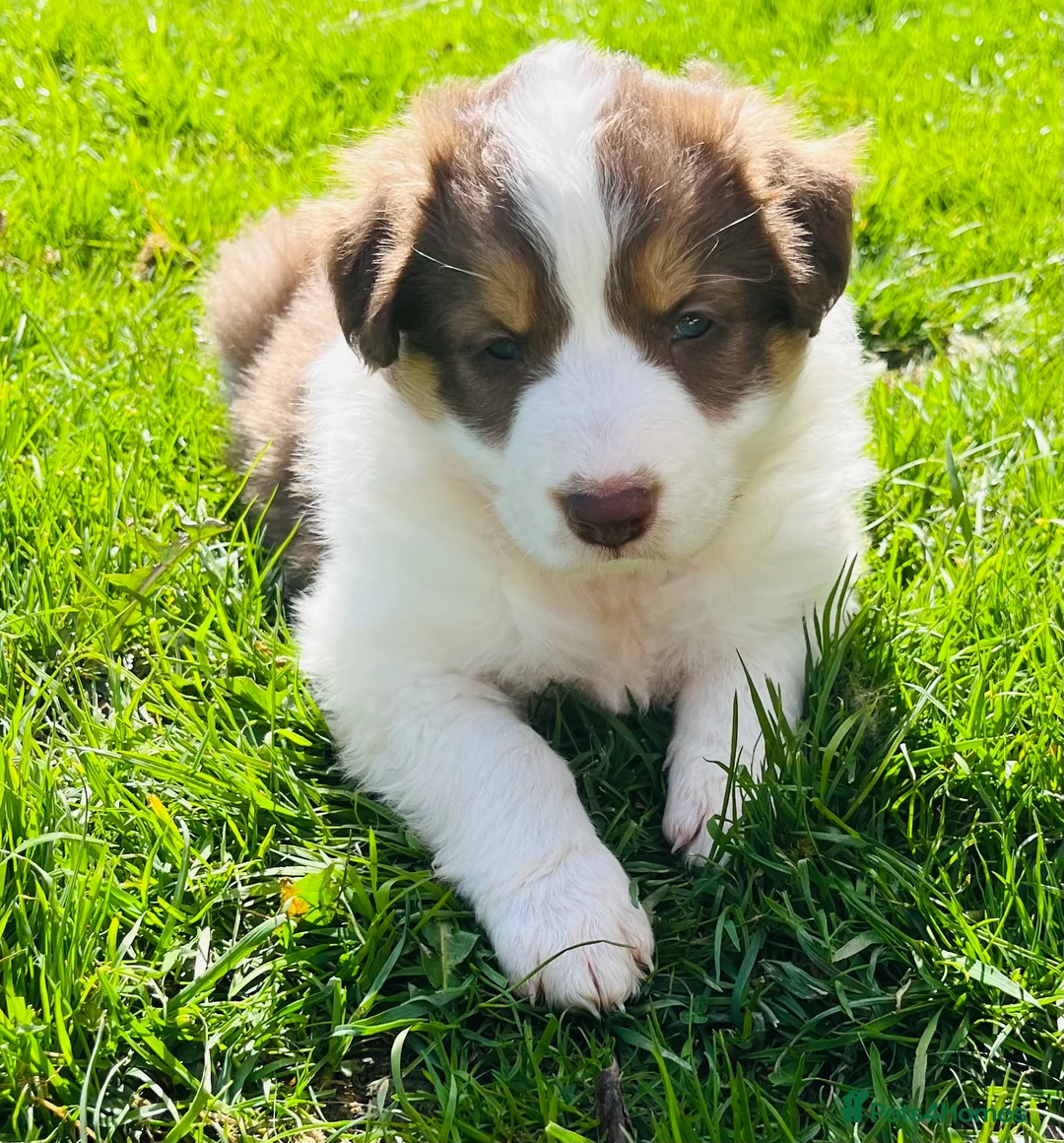 Border Collie dogs for sale: Beautiful Chocolate Tri & Lilac Tri  - Advert 2