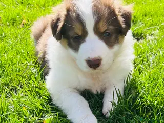 Border Collie dogs Beautiful Chocolate Tri & Lilac Tri - Advert 5