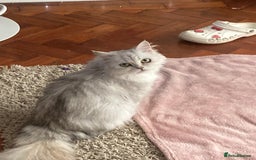 British Longhair cats for sale: Stunning fluffy Maine coon x british longhair  - Image 25