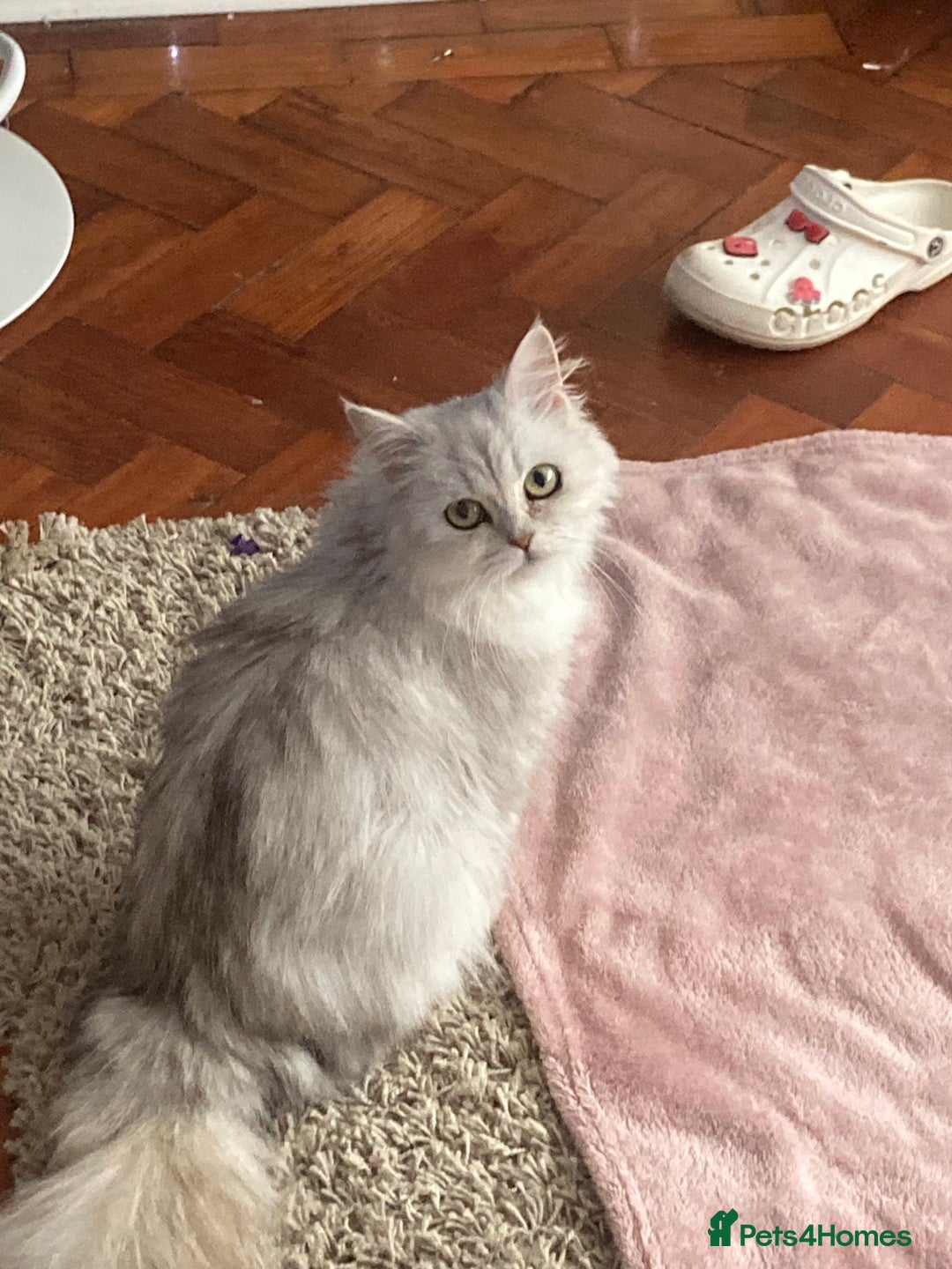 British Longhair cats for sale: Stunning fluffy Maine coon x british longhair  - Image 25