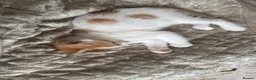 Mixed Breed cats for sale: ginger kittens  - Advert 10