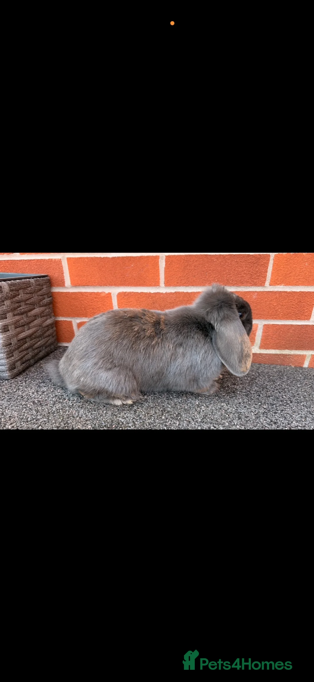 Mini Lop rabbits for sale: Female mini loop for sale 🥰 in Stafford - Advert 2