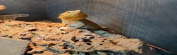Bearded Dragon reptiles for sale: Vivexotic viv enclosure cabinet bearded dragon - Advert 4