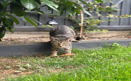 American Shorthair cats for sale: Beautiful Female Kitten/Cat - Advert 6