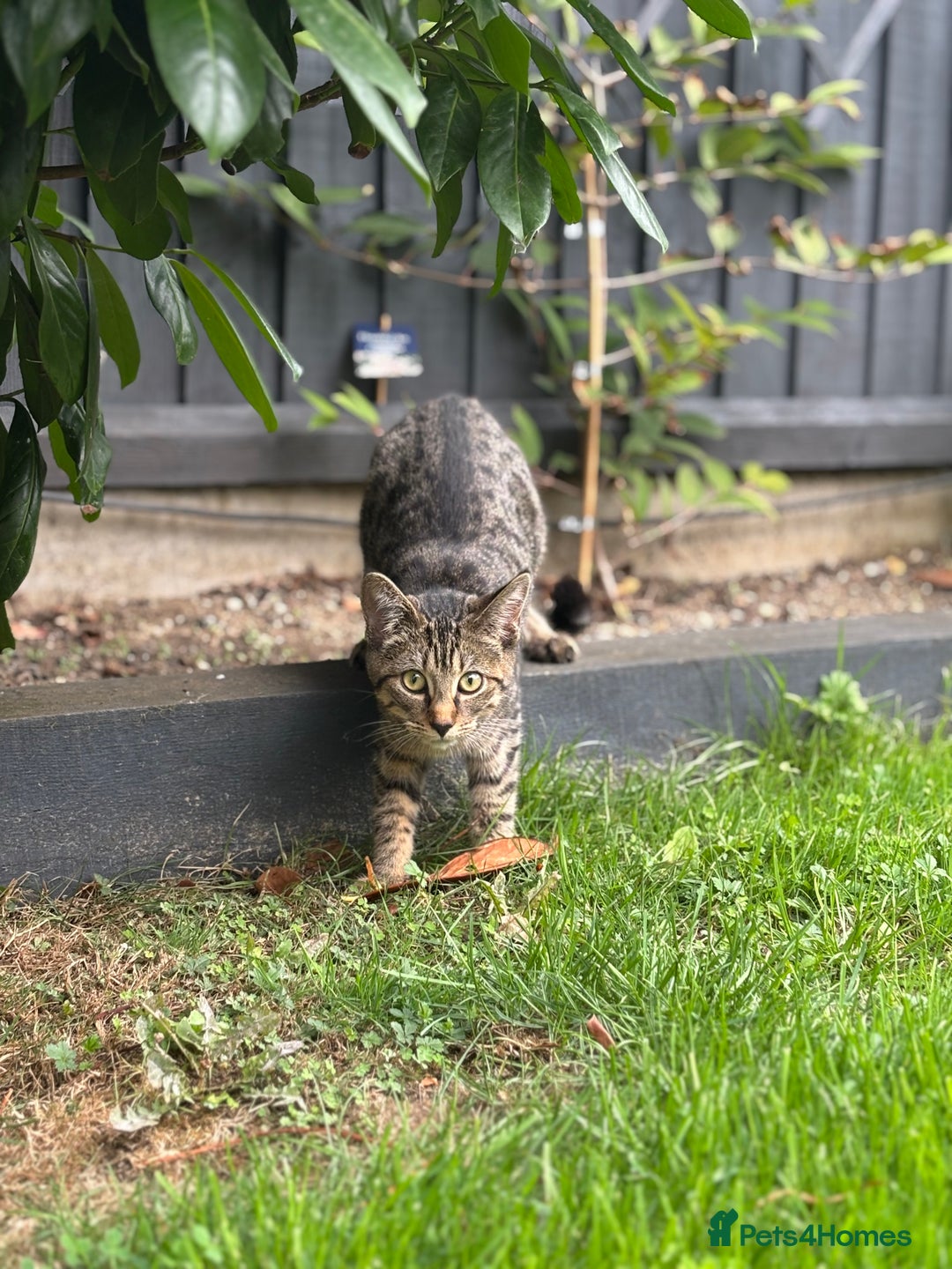 American Shorthair cats for sale: Beautiful Female Kitten/Cat - Advert 6