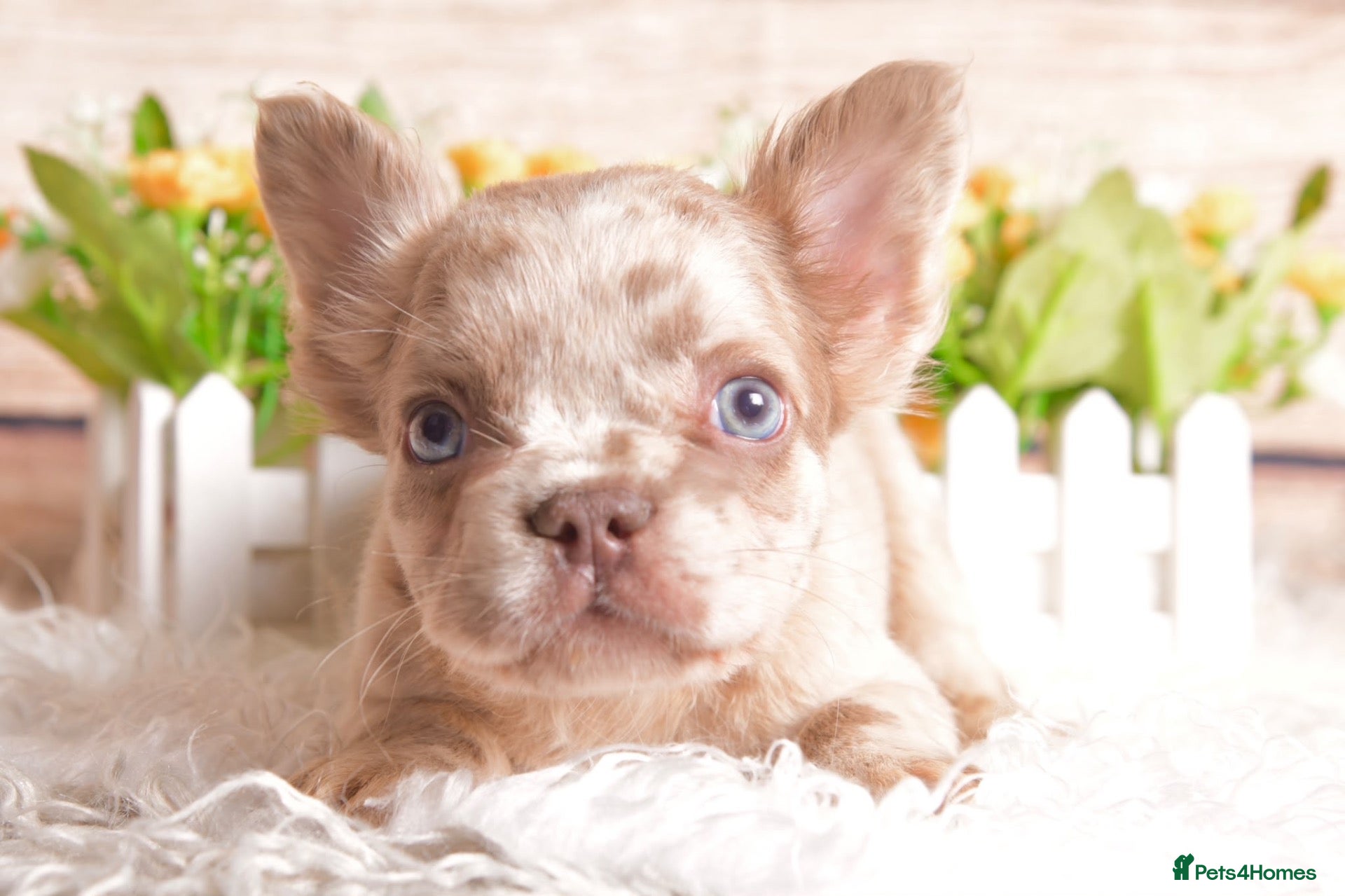 French Bulldog dogs Kc registered french bulldogs READY TO LEAVE  - Advert 1