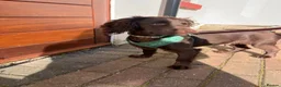 Cocker Spaniel dogs for sale: Freddie  - Advert 4