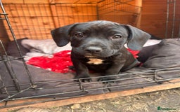 Mixed Breed dogs for sale: Stunning litter of puppies - Image 4