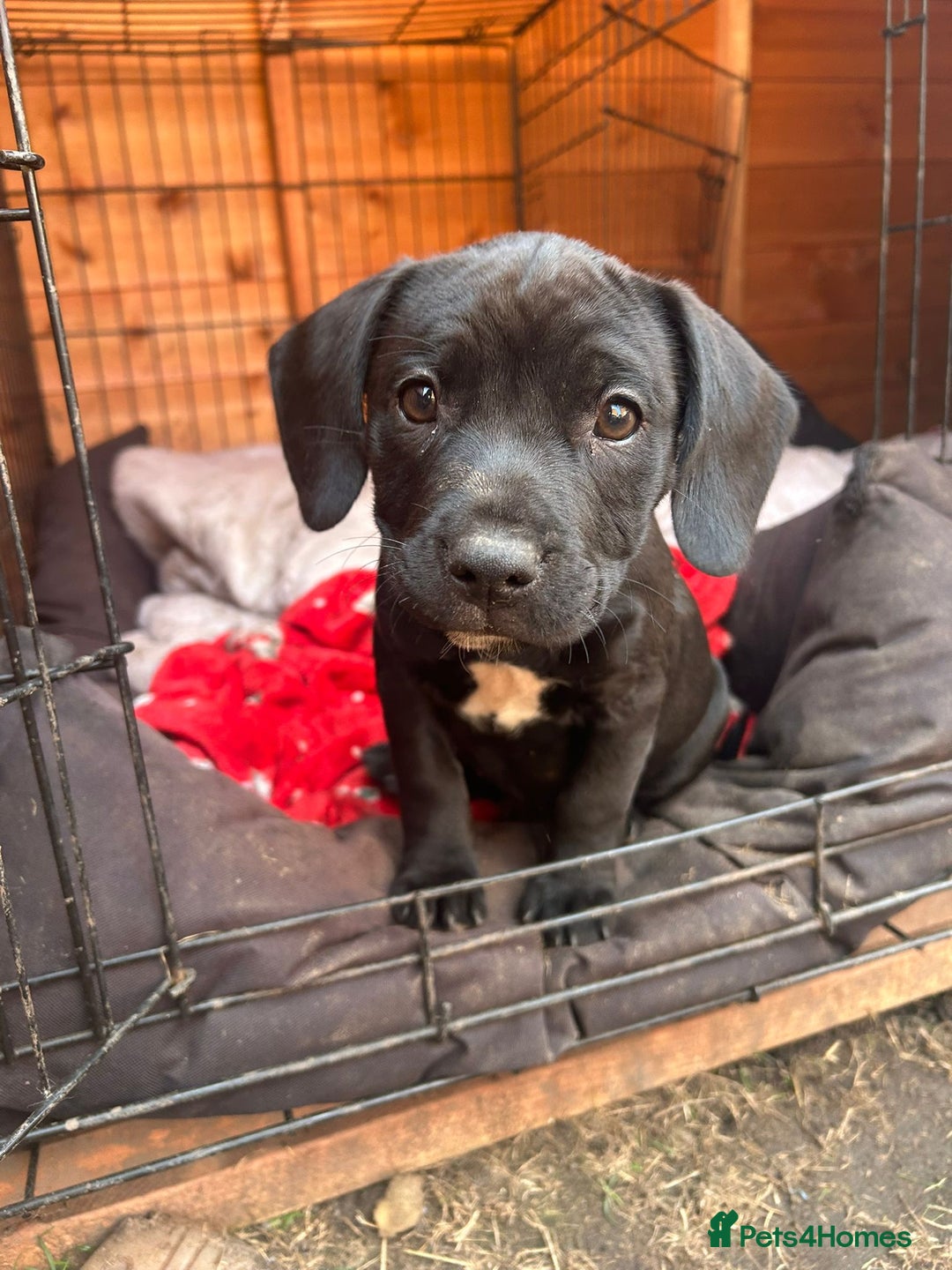 Mixed Breed dogs for sale: Stunning litter of puppies - Image 4