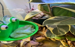 Frog reptiles for sale: Whites tree frogs with bioactive set up  - Image 11