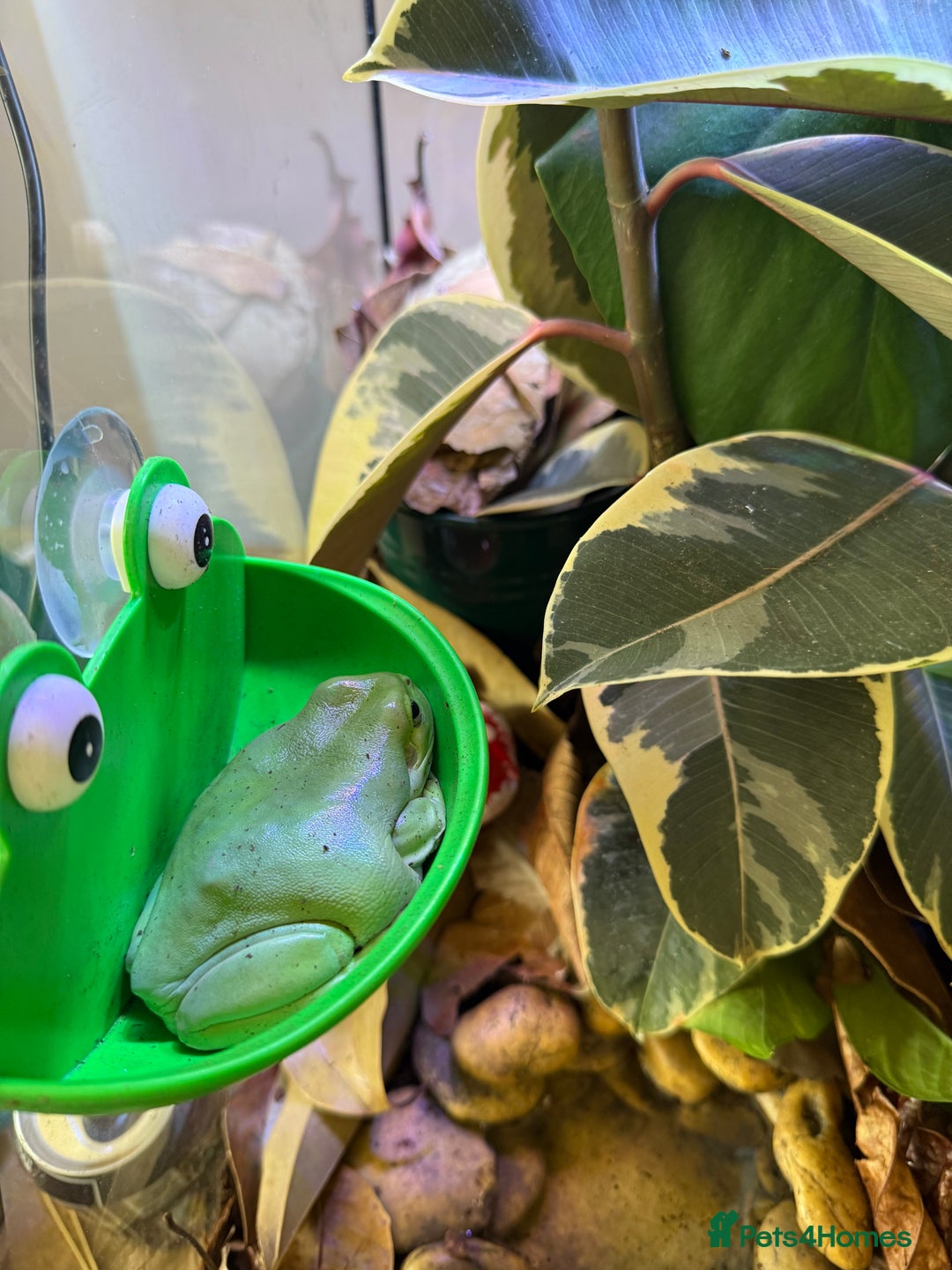 Frog reptiles for sale: Whites tree frogs with bioactive set up  - Image 11