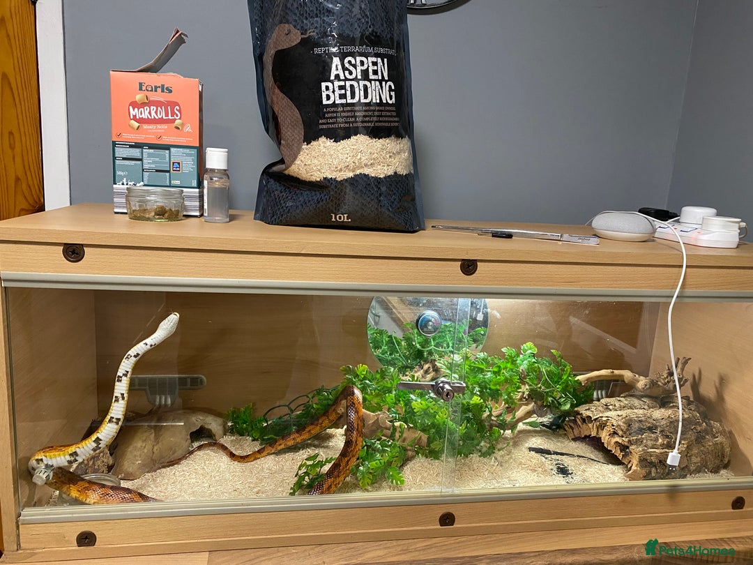 Corn Snake reptiles for sale: 10 years old comes with full set up - Advert 2