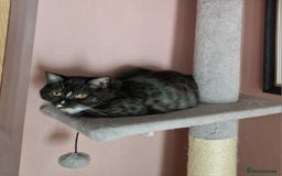 Ragdoll cats for sale: 2 ragdoll x british shorthair kittens  - Image 6