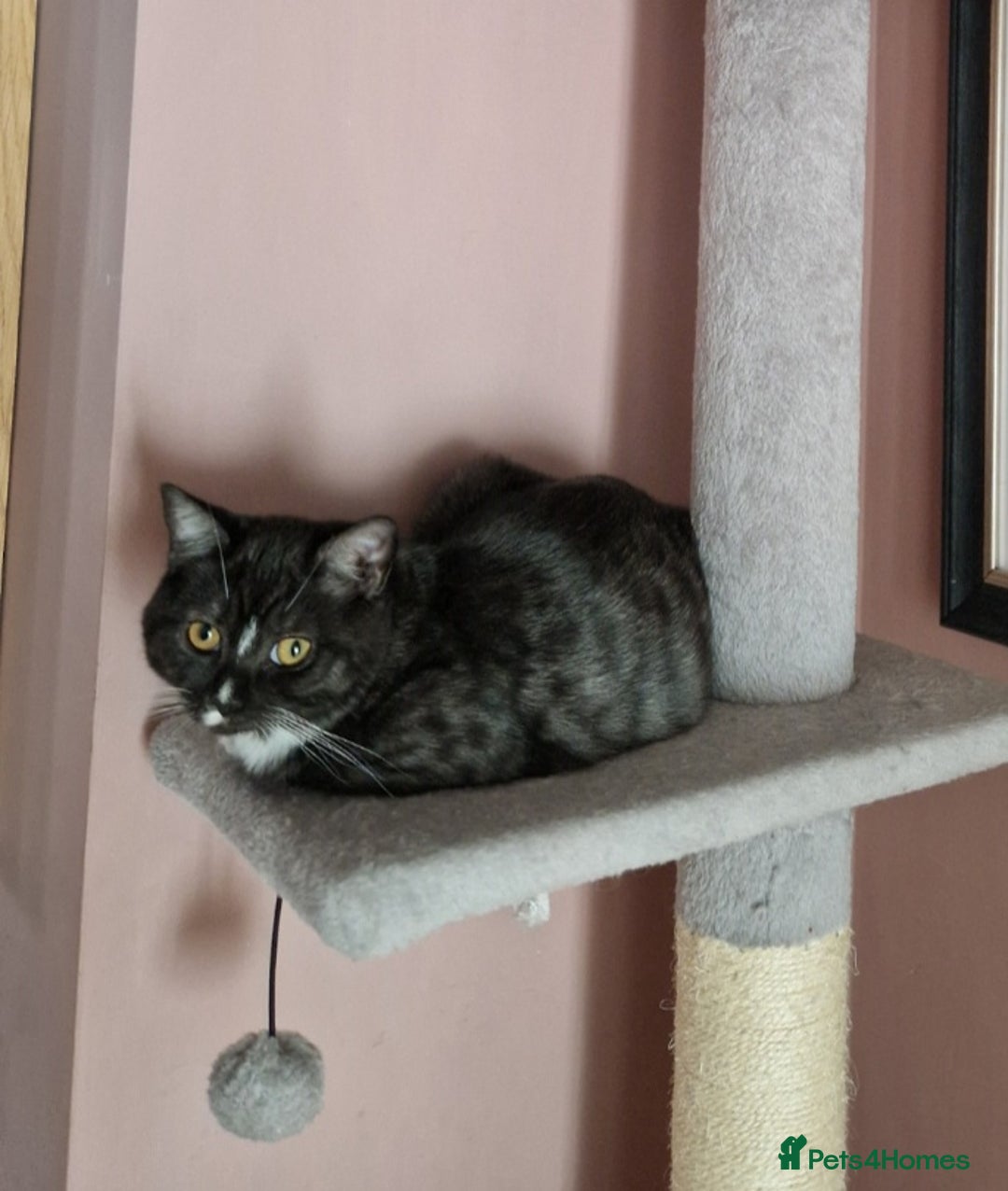 Ragdoll cats for sale: 2 ragdoll x british shorthair kittens  - Image 6