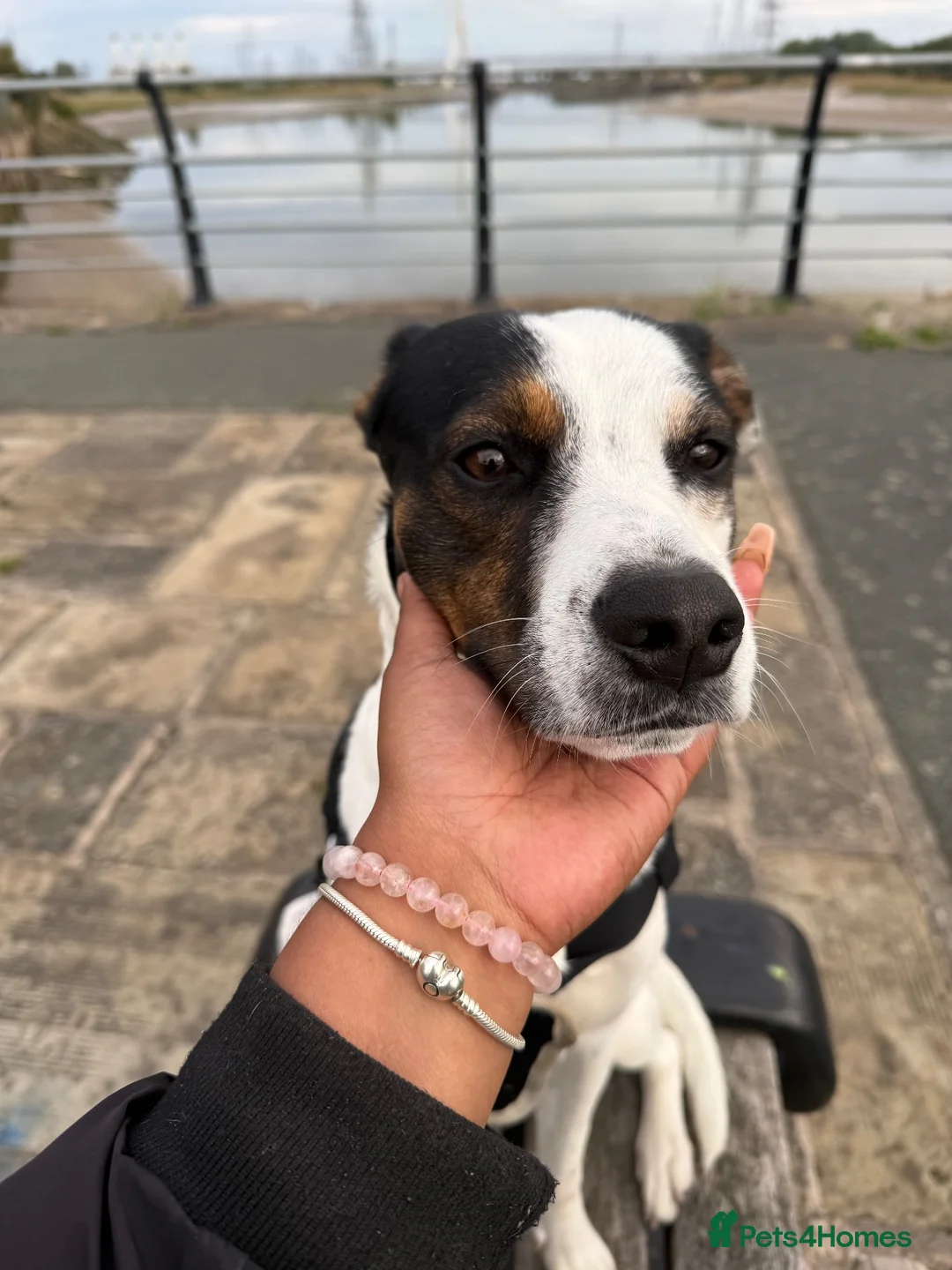 Mixed Breed dogs for sale: Diego - Advert 7
