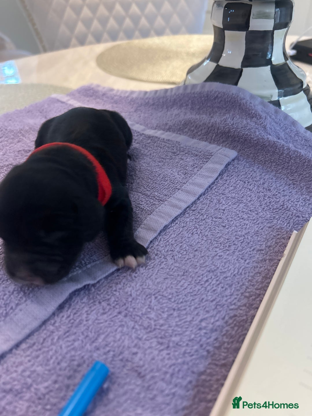 Cocker Spaniel dogs for sale: K C registered Cocker spaniel puppies  - Advert 9