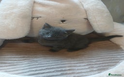 Mixed Breed cats for sale: Half maine coon  - Image 1