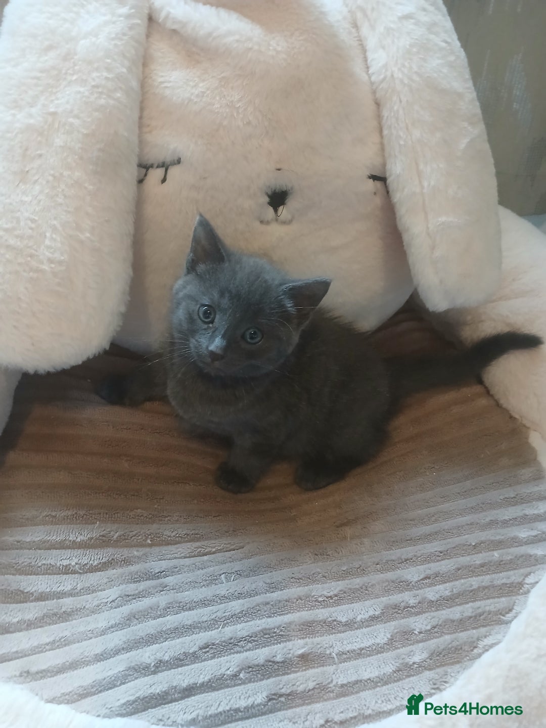 Mixed Breed cats for sale: Half maine coon  - Image 1