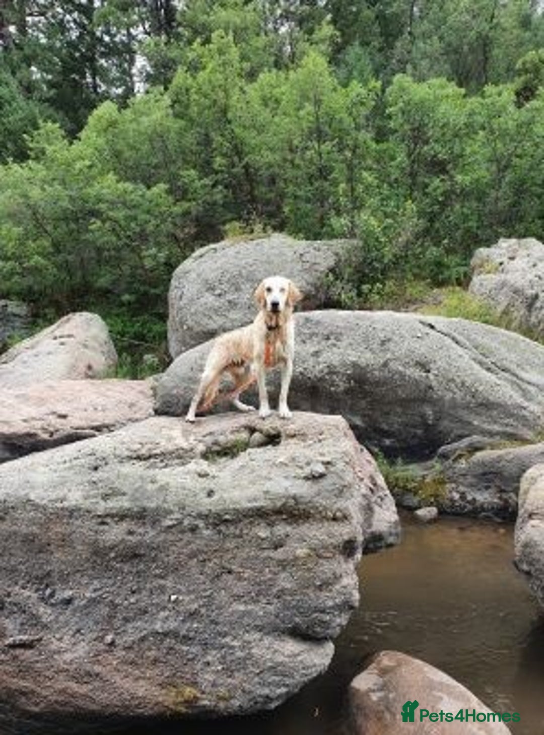 Golden Retriever dogs for sale: fantastic Golden retriever girl - Advert 2